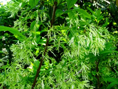 Fleurs de l'Arbre à fleurs de neige, Chionanthus virginicu… 