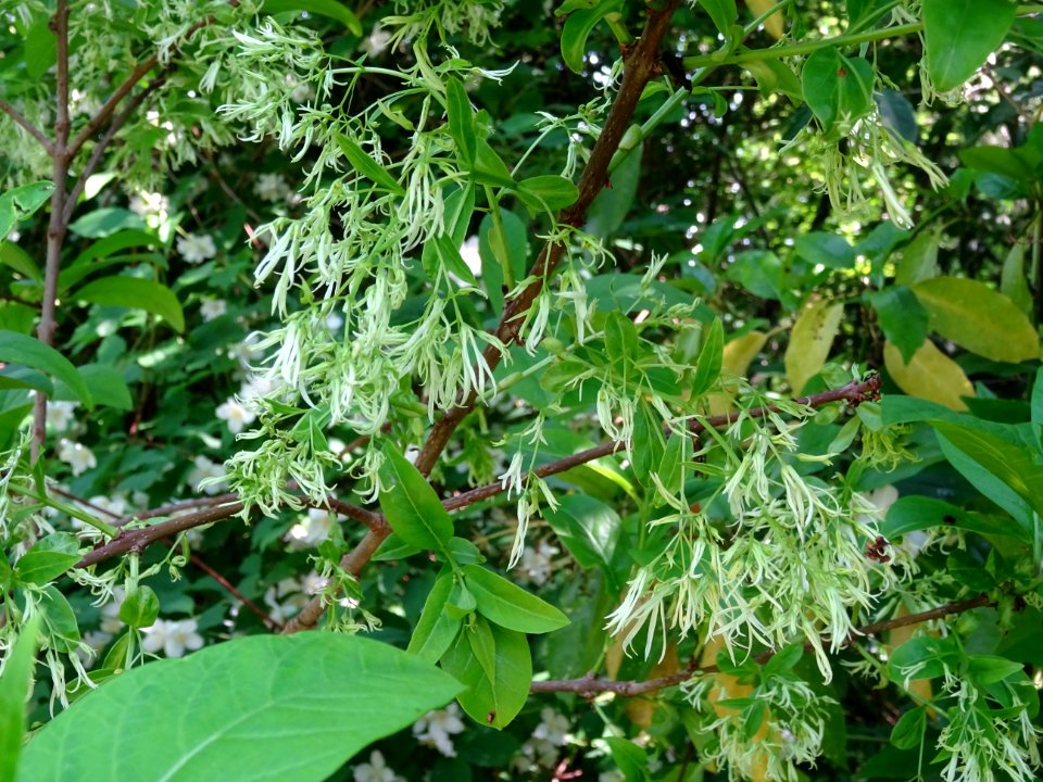 Fleurs de l'Arbre à fleurs de neige, Chionanthus virginicu… 