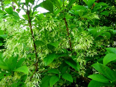 Feuilles et fleurs de l'Arbre à fleurs de neige, Chionanth… 