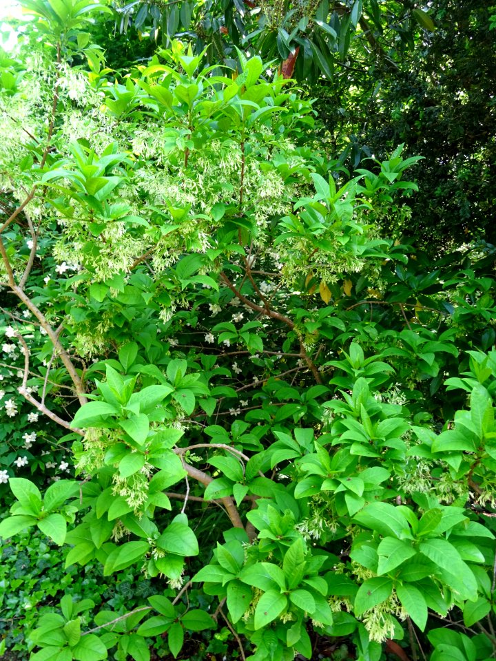 Arbre à fleurs de neige, Chionanthus virginicus, Oléacées 