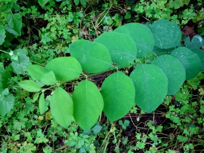Symphorine rampante, Symphoricarpos mollis, Caprifoliacées… 