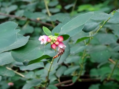 Symphorine rampante, Symphoricarpos mollis, Caprifoliacées… 
