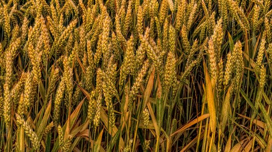 Cereals spike cornfield photo