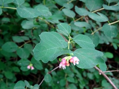 Symphorine rampante, Symphoricarpos mollis, Caprifoliacées… 
