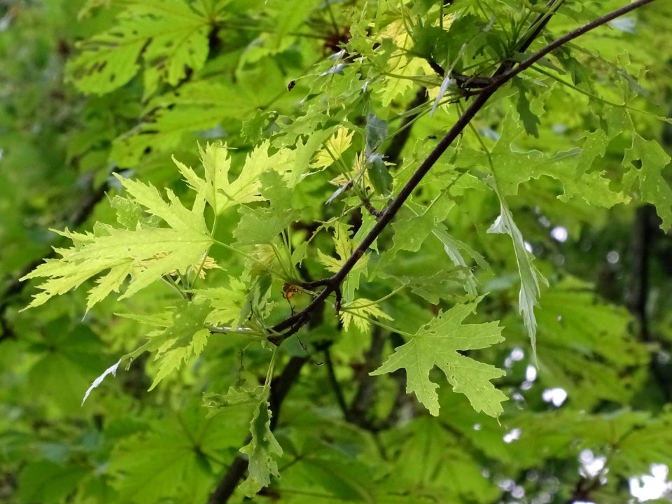 Feuilles de l'Erable argenté ou lacinié, Acer Saccharinum … 