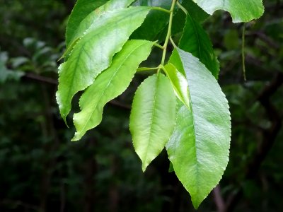 Feuilles du Cerisier tardif ou cerisier noir, Prunus serot… 