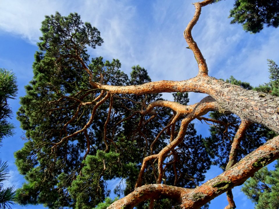 Tronc, branches et aiguilles du Pin parasol ou Pin pignon,… 
