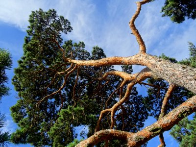 Tronc, branches et aiguilles du Pin parasol ou Pin pignon,… 