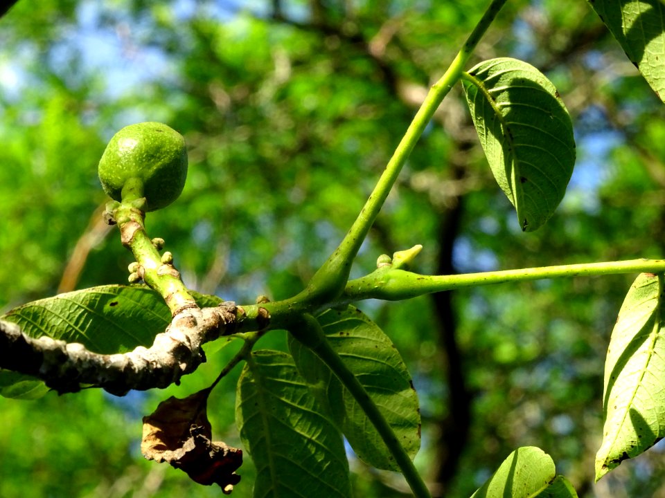 Fruit et feuilles du Noyer commun, Juglans regia, Juglanda… 