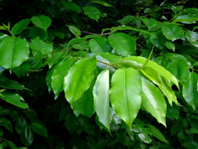 Feuilles du Cerisier tardif ou cerisier noir, Prunus serot… 