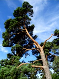 Pin parasol ou Pin pignon, Pinus pinea, Pinacées 
