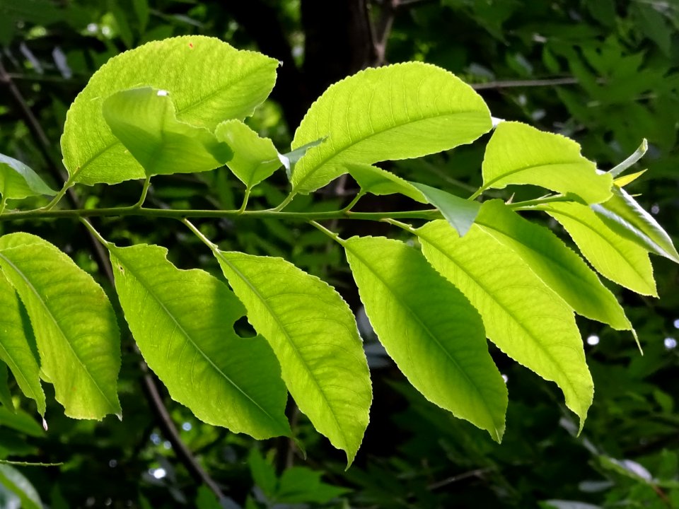 Feuilles du Cerisier tardif ou cerisier noir, Prunus serot… 