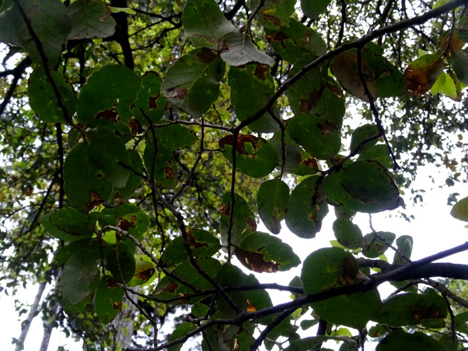 Feuilles du Chêne-liège, Quercus suber, Fagacées 