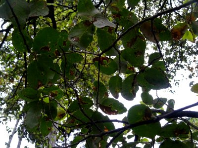Feuilles du Chêne-liège, Quercus suber, Fagacées 
