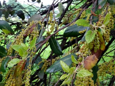 Feuilles et châtons de fleurs mâles du Chêne-liège, Quercu… 