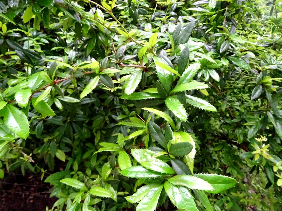 Epine-vinette de Juliana, Berberis julianae, Berbéridacées… 
