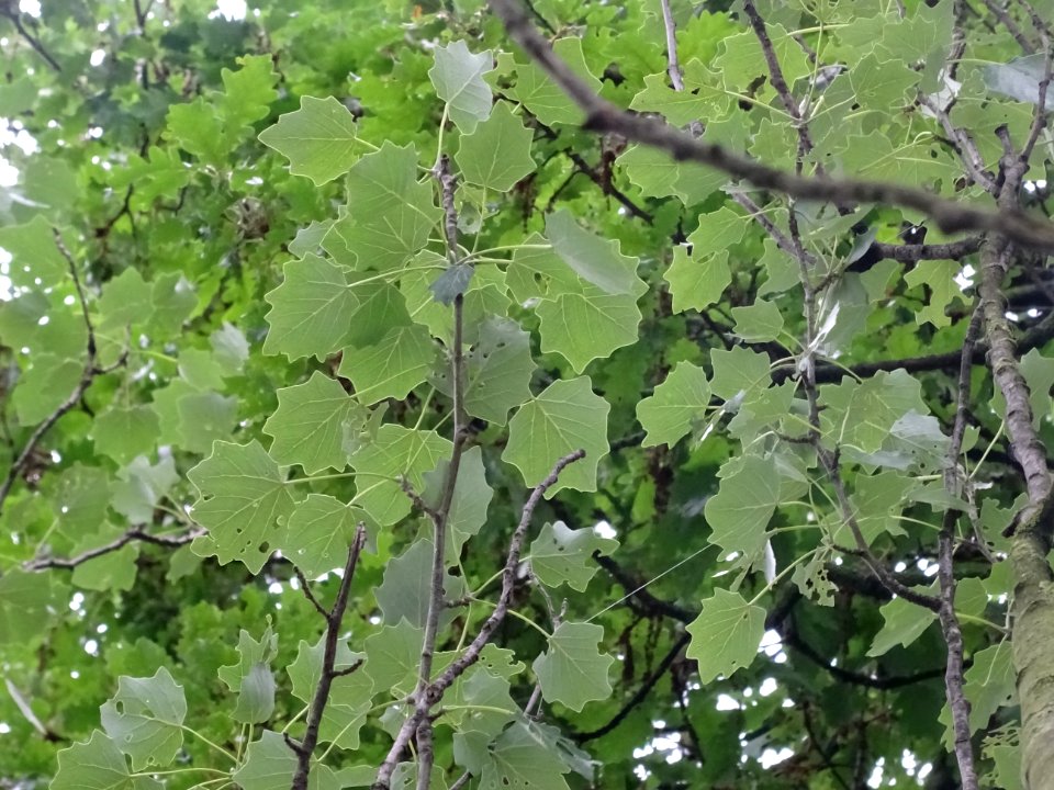 Feuilles du Peuplier blanc, Populus alba, Salicacées 