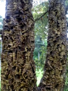 Ecorce du Chêne-liège, Quercus suber, Fagacées 