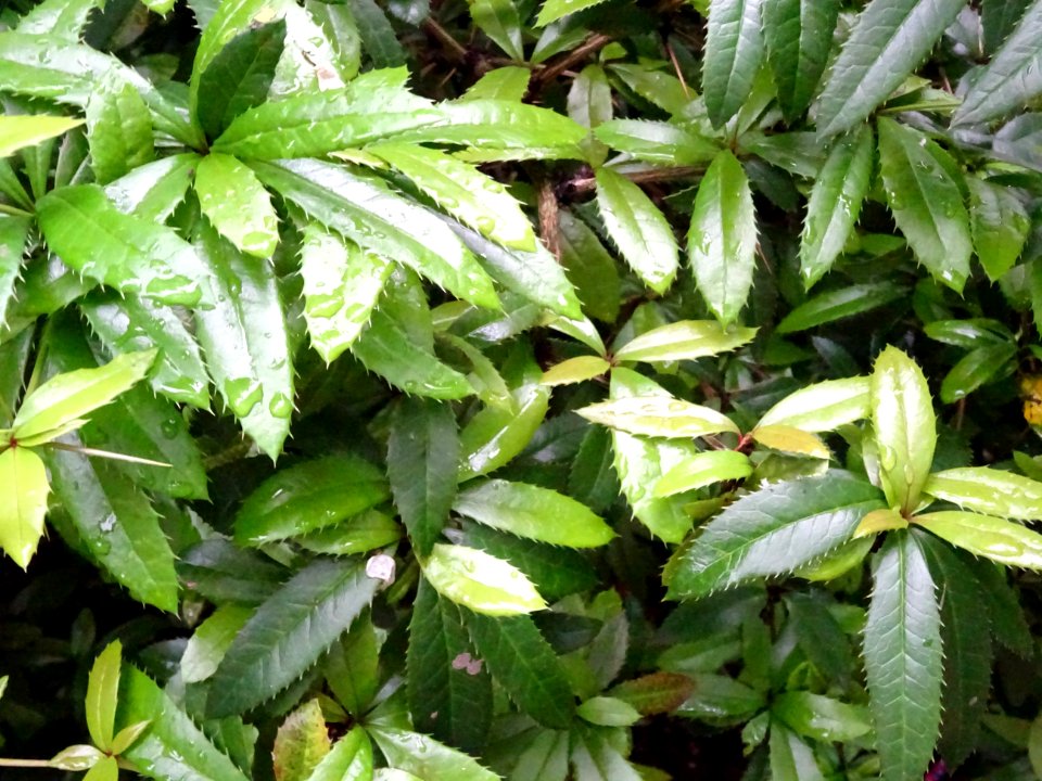 Epine-vinette de Juliana, Berberis julianae, Berbéridacées… 