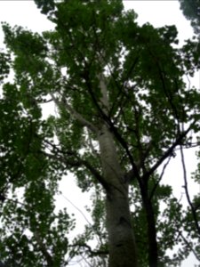 Tronc et feuilles du Peuplier blanc, Populus alba, Salicac… 