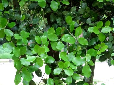 Jeunes feuilles de Chêne vert, Quercus ilex, Fagacées 