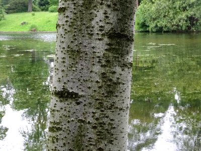 Tronc lisse, droit et blanchâtre avec des lenticelles noir… 