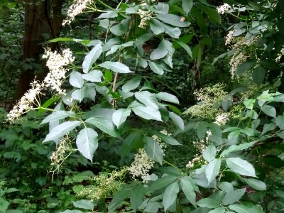Inflorescences fleuries et feuilles du Sureau noir, Sambuc… 