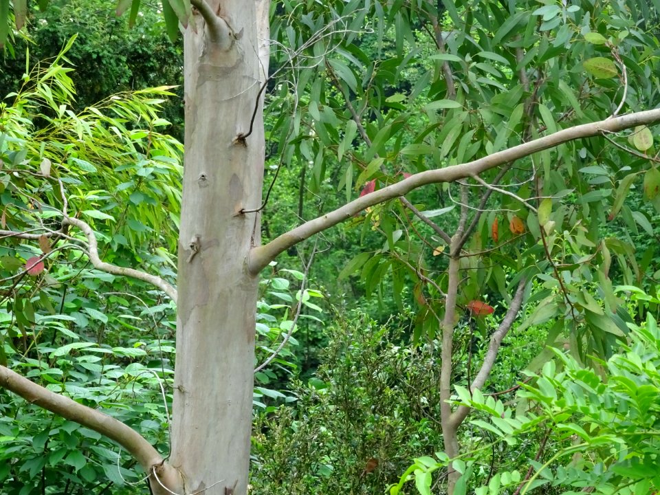 Tronc de l'Eucalyptus, Eucalyptus sp, Myrtacées 