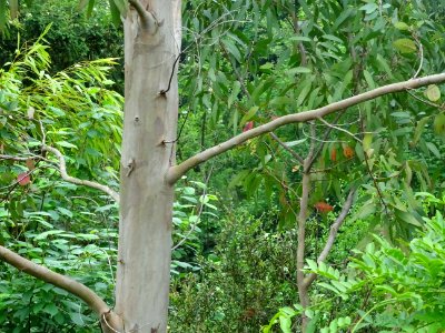 Tronc de l'Eucalyptus, Eucalyptus sp, Myrtacées photo