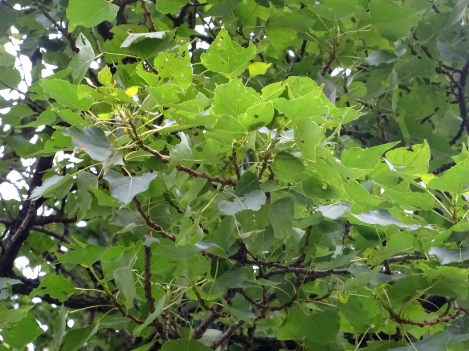 Feuilles du Peuplier noir, Populus nigra, Salicacées 