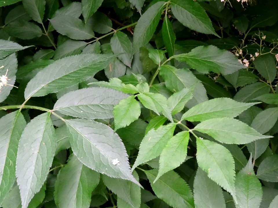 Feuilles du Sureau noir, Sambucus nigra, Caprifoliacées 