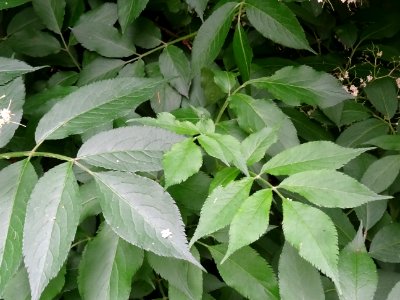 Feuilles du Sureau noir, Sambucus nigra, Caprifoliacées 