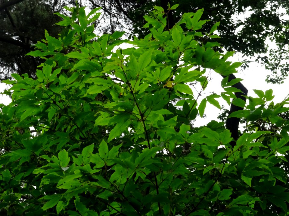 Feuilles d'Erable negundo ou Erable à feuilles de frêne ou… 