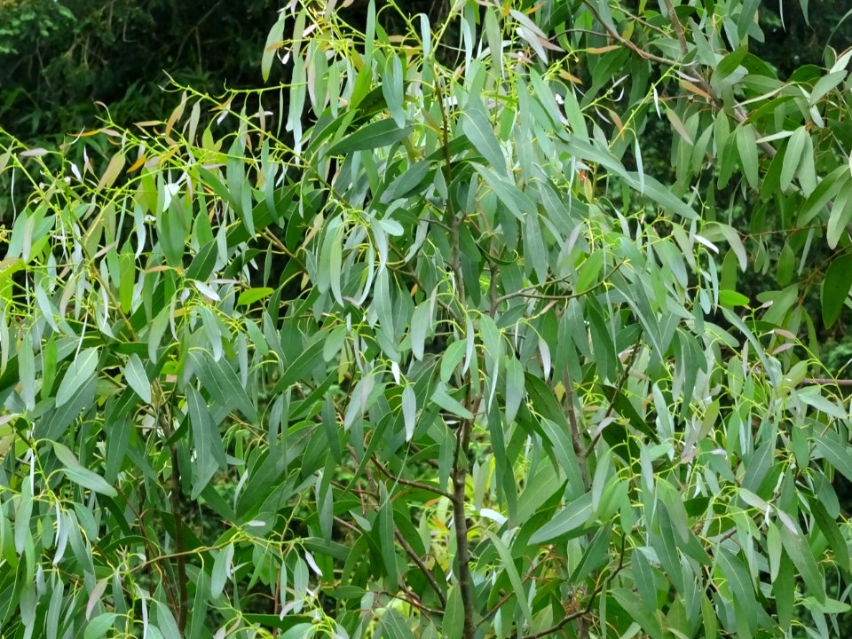 Feuilles de l'Eucalyptus, Eucalyptus sp, Myrtacées 
