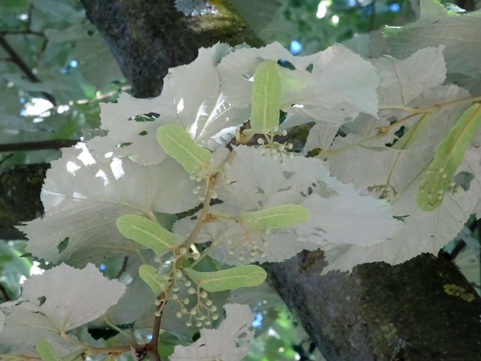 Feuilles vues par en dessous du Tilleul argenté ou Tilleul… 