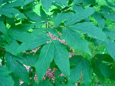 Feuilles d'Erable negundo ou Erable à feuilles de frêne ou… 