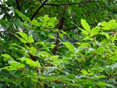 Feuilles d'Erable negundo ou Erable à feuilles de frêne ou… 