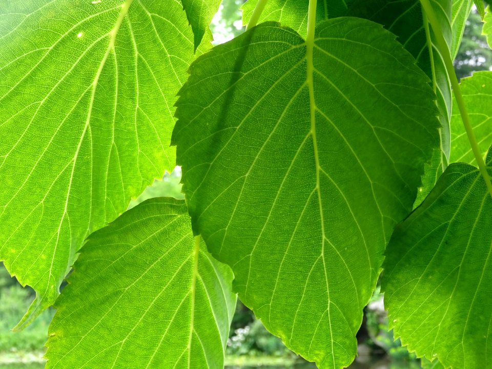 Feuilles de l'Arbre aux mouchoirs, Davidia involucrata, Ny… 