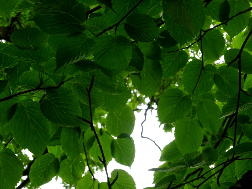 Feuilles de l'Arbre aux mouchoirs, Davidia involucrata, Ny… 