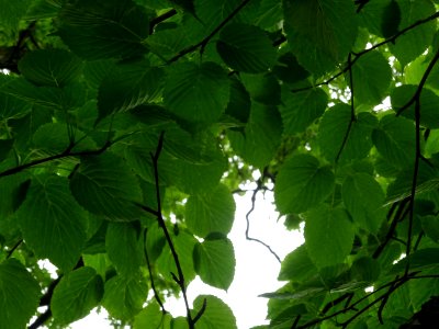 Feuilles de l'Arbre aux mouchoirs, Davidia involucrata, Ny… photo