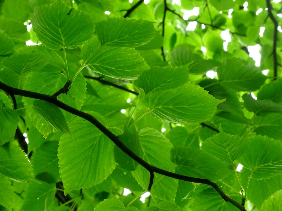 Feuilles de l'Arbre aux mouchoirs, Davidia involucrata, Ny… 