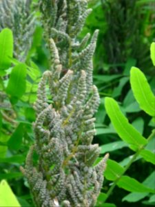 Panicule de sporanges de l'Osmonde royale, Osmunda regalis… 