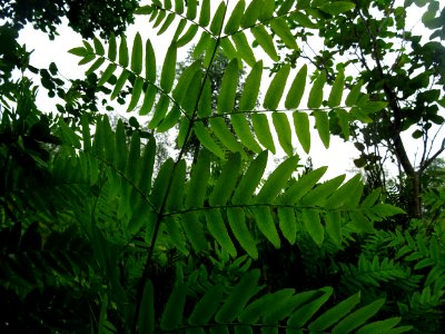 Frondes vertes de l'Osmonde royale, Osmunda regalis, Osmun… 