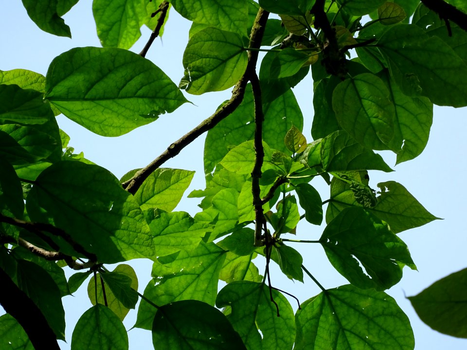 Feuilles du Catalpa commun ou arbre aux haricots, Catalpa … 