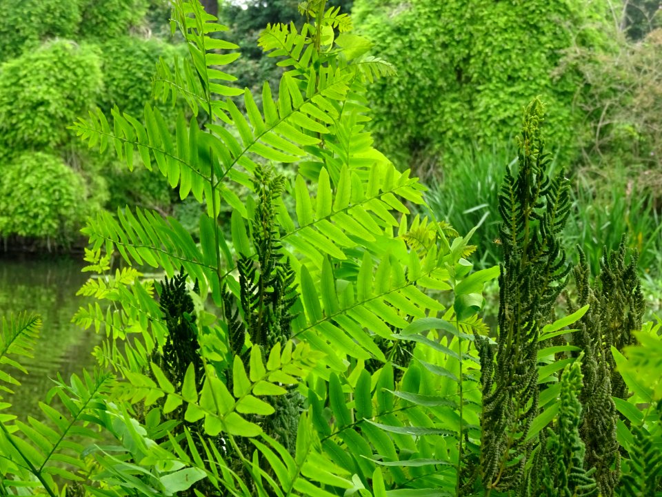 Frondes vertes et panicules de sporanges de l'Osmonde roya… 