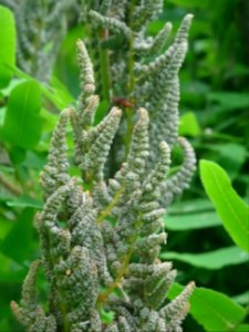 Panicule de sporanges de l'Osmonde royale, Osmunda regalis… 