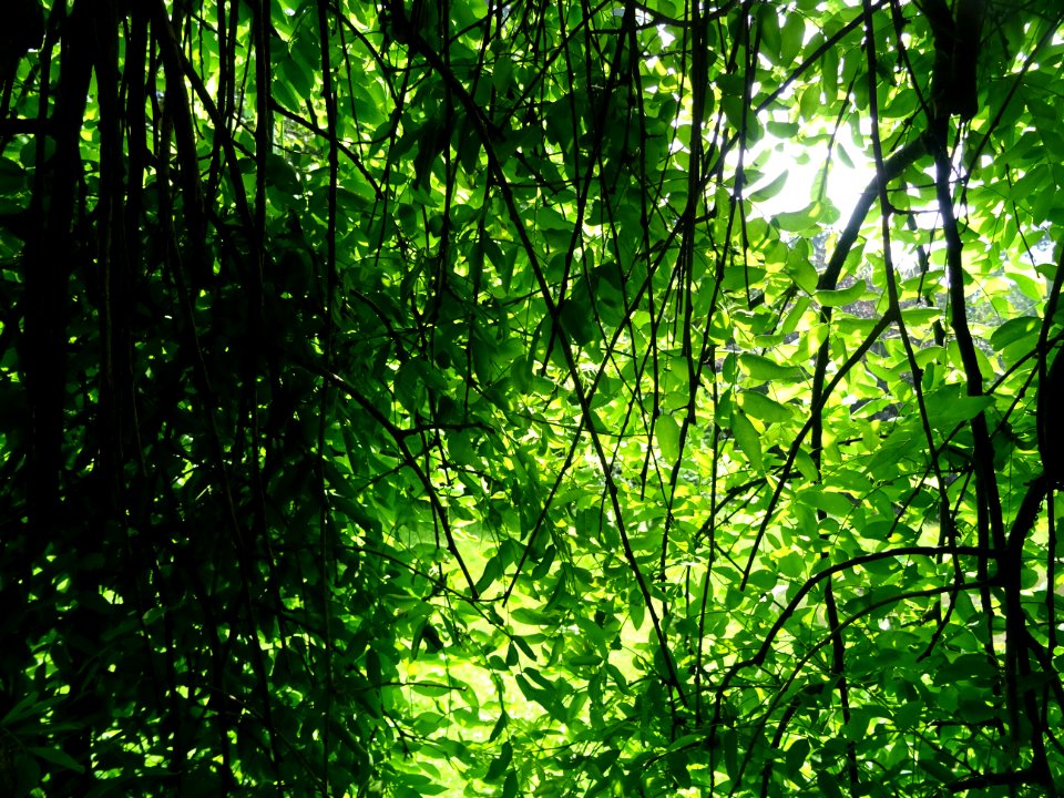 Branches et feuilles du Robinier faux-acacia pleureur, Rob… 