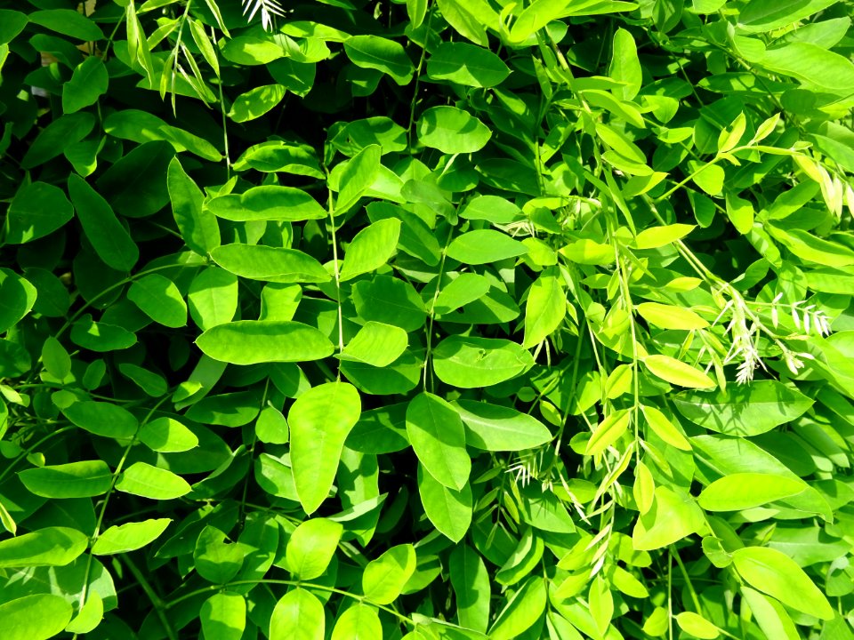 Feuilles du Robinier faux-acacia pleureur, Robinia pseudoa… 