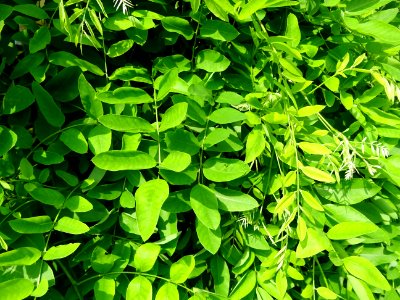 Feuilles du Robinier faux-acacia pleureur, Robinia pseudoa… 