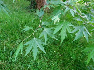 Feuilles du Platane de Chypre, Platanus orientalis var. di… 